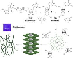 Supramolecular Hydrogels chemical composition