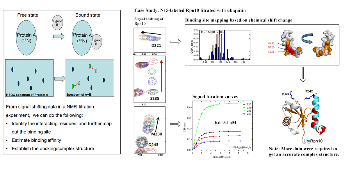 Case Study: N15-labeled Rpn10 titrated with ubiquitin