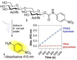 Breakdown of bacterial biofilm exopolysaccharides