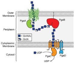 Export of bacterial exopolysaccharides